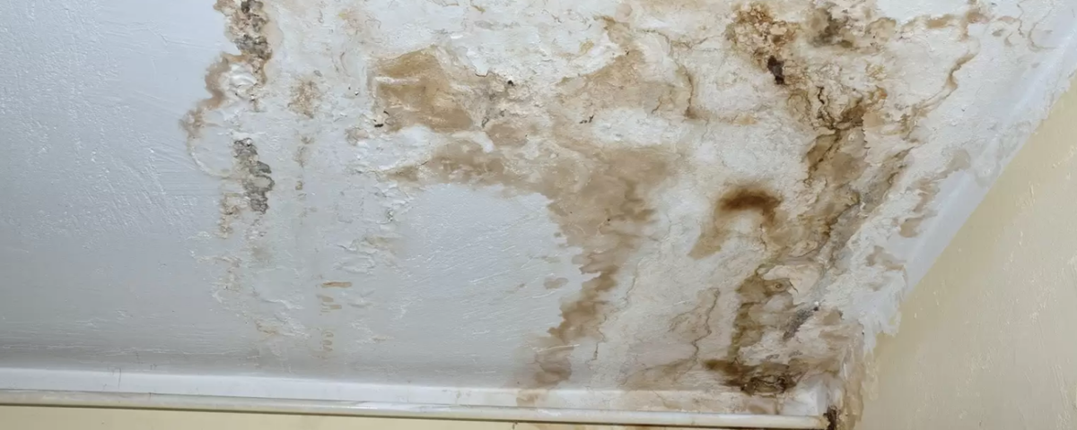 Goodbye to illness and damage to your home; how to avoid mold