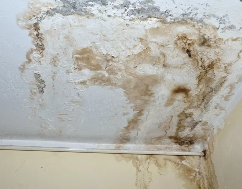Goodbye to illness and damage to your home; how to avoid mold