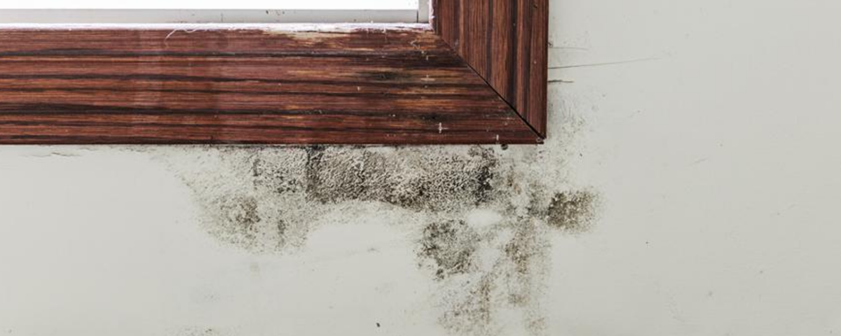 Mold on your property_ We tell you how to avoid it_