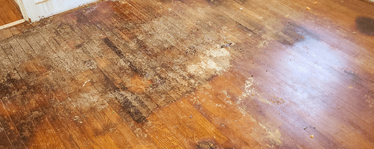 Signs of Water Damage in Hardwood Floors