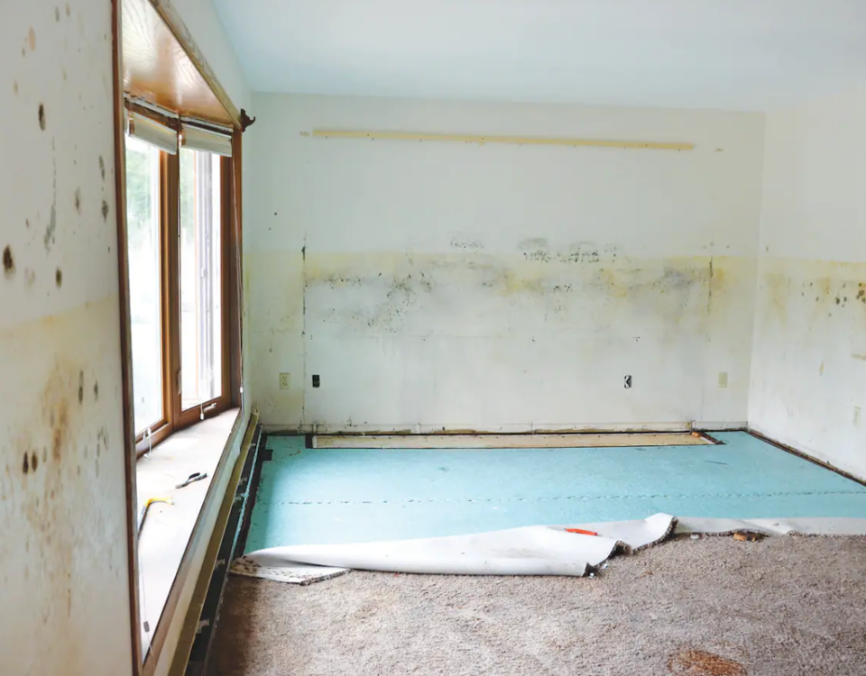 The Importance Of Letting A Professional Perform Mold Removal in Granada Hills