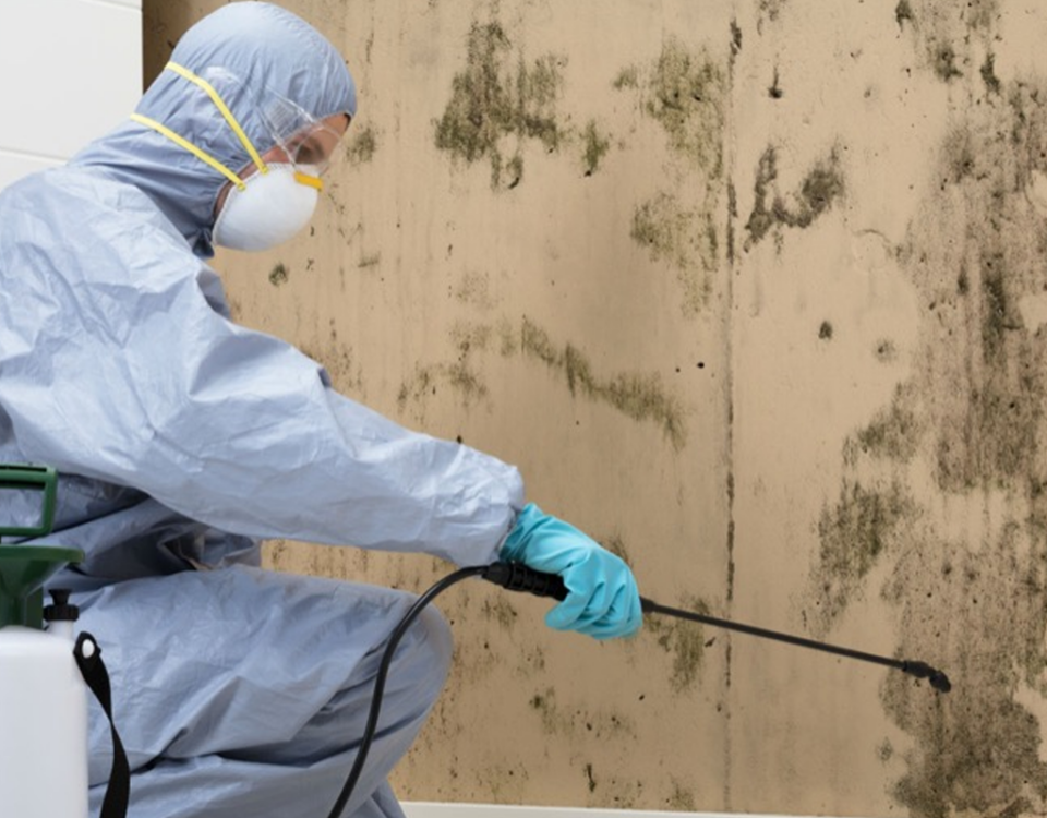 The investment in mold removal services