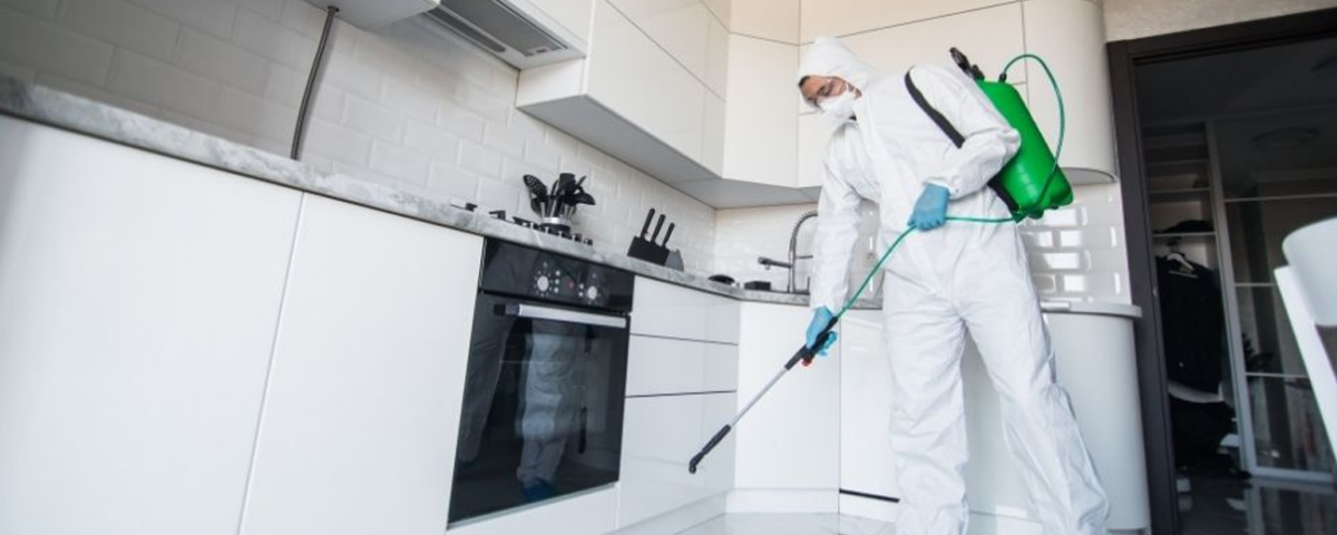 What is best diy or professional mold removal services_