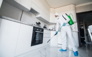 What is best diy or professional mold removal services_