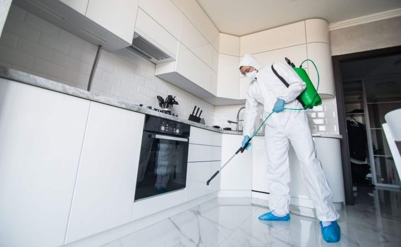 What Is Best Diy Or Professional Mold Removal Services   What Is Best Diy Or Professional Mold Removal Services  